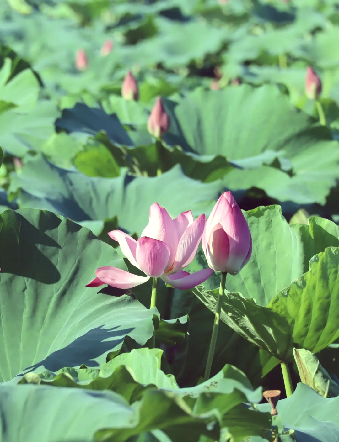 【武汉比较好玩的旅游景点,武汉比较好玩的前十景点】-第1张图片