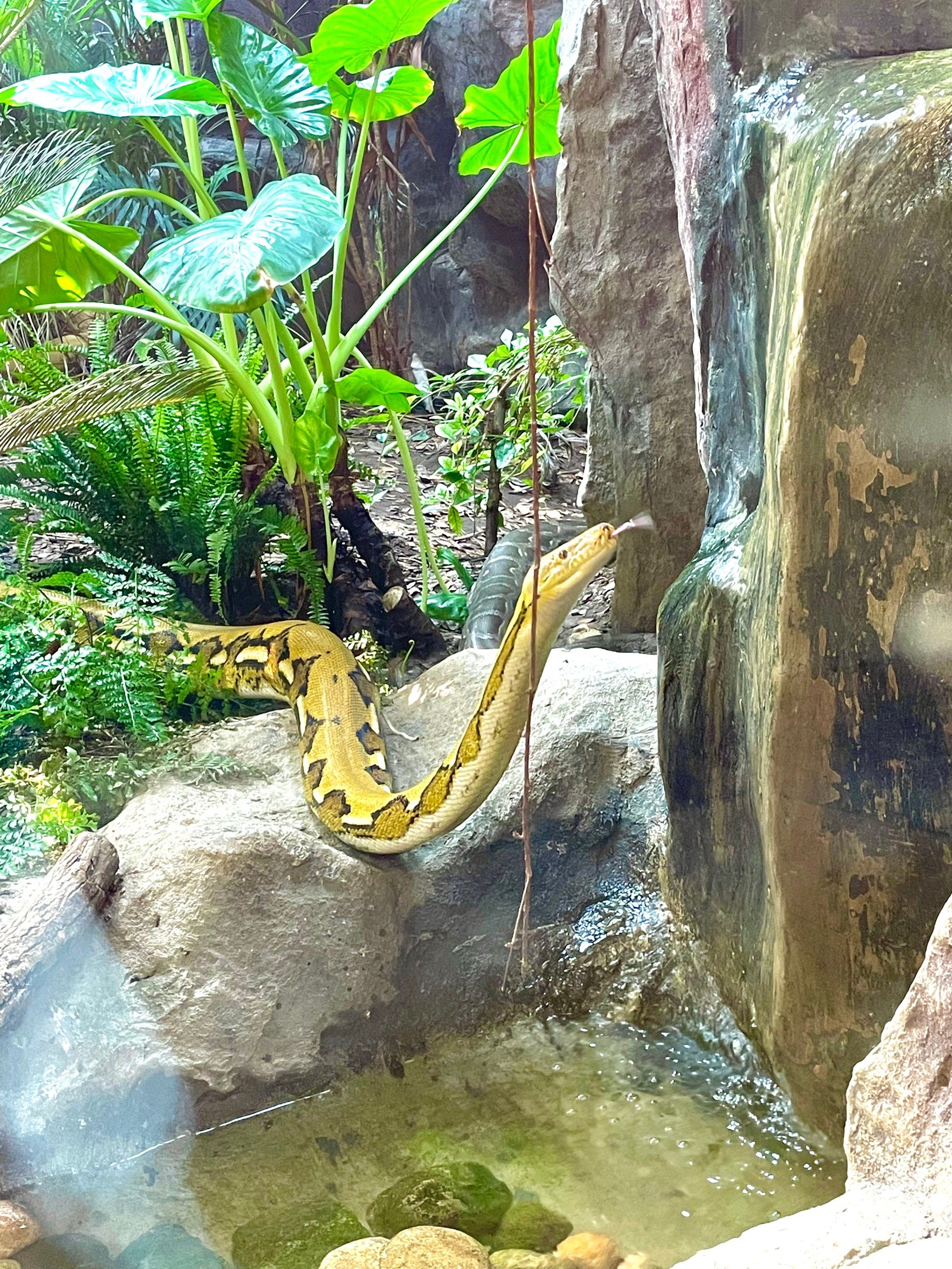 上海野生动物园好玩吗/上海野生动物园好玩吗可以玩多久-第1张图片