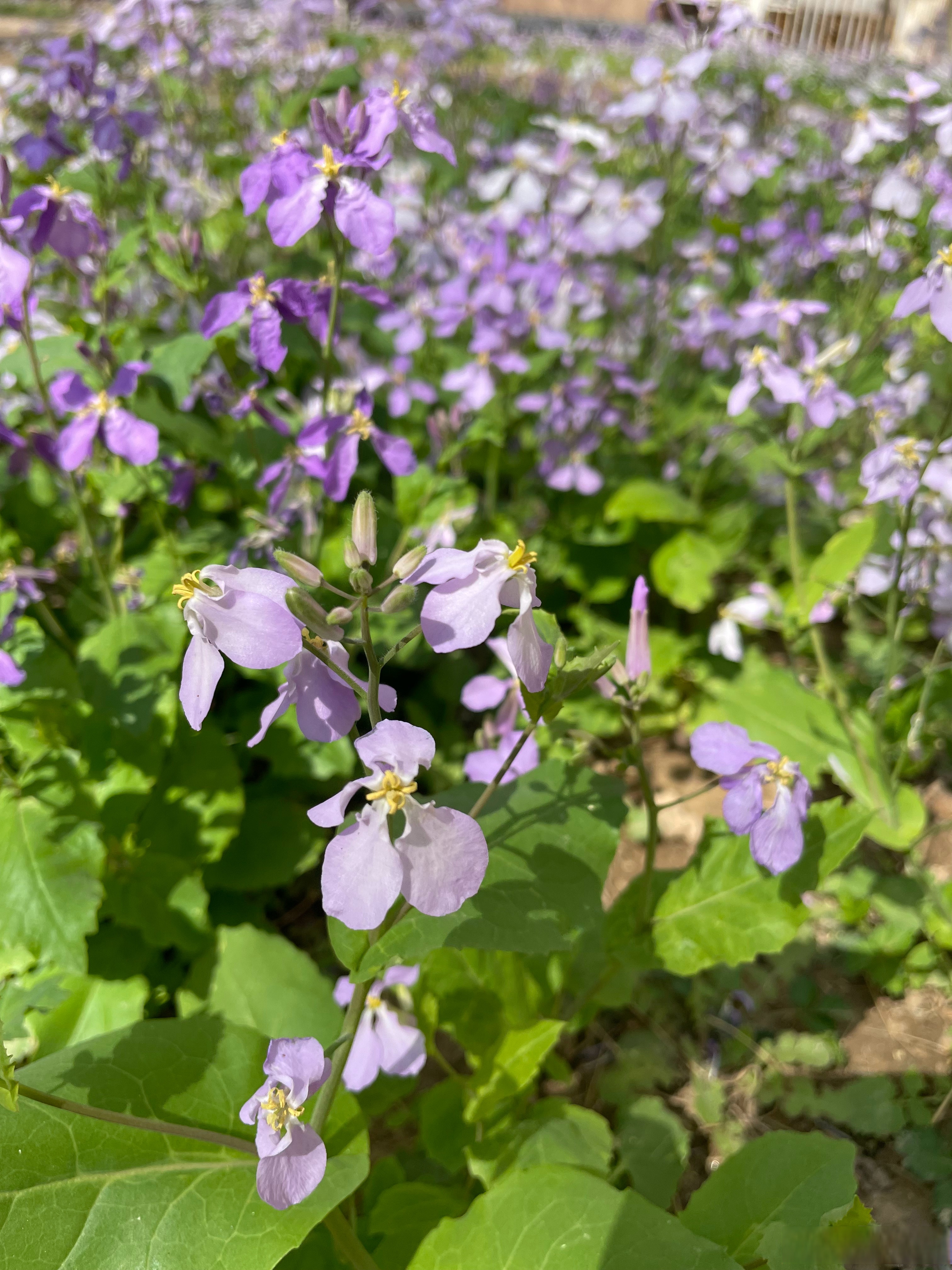 【北京朝阳一地升高风险区,北京市朝阳区高风险】-第3张图片
