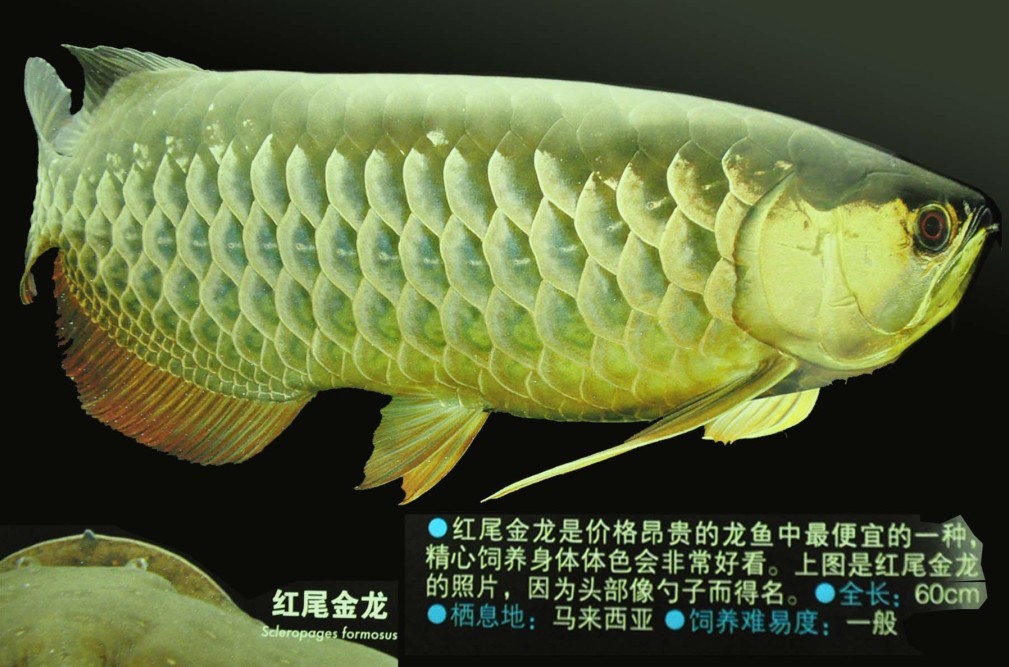 世界前十龙鱼品牌/世界前十龙鱼品牌排名-第3张图片