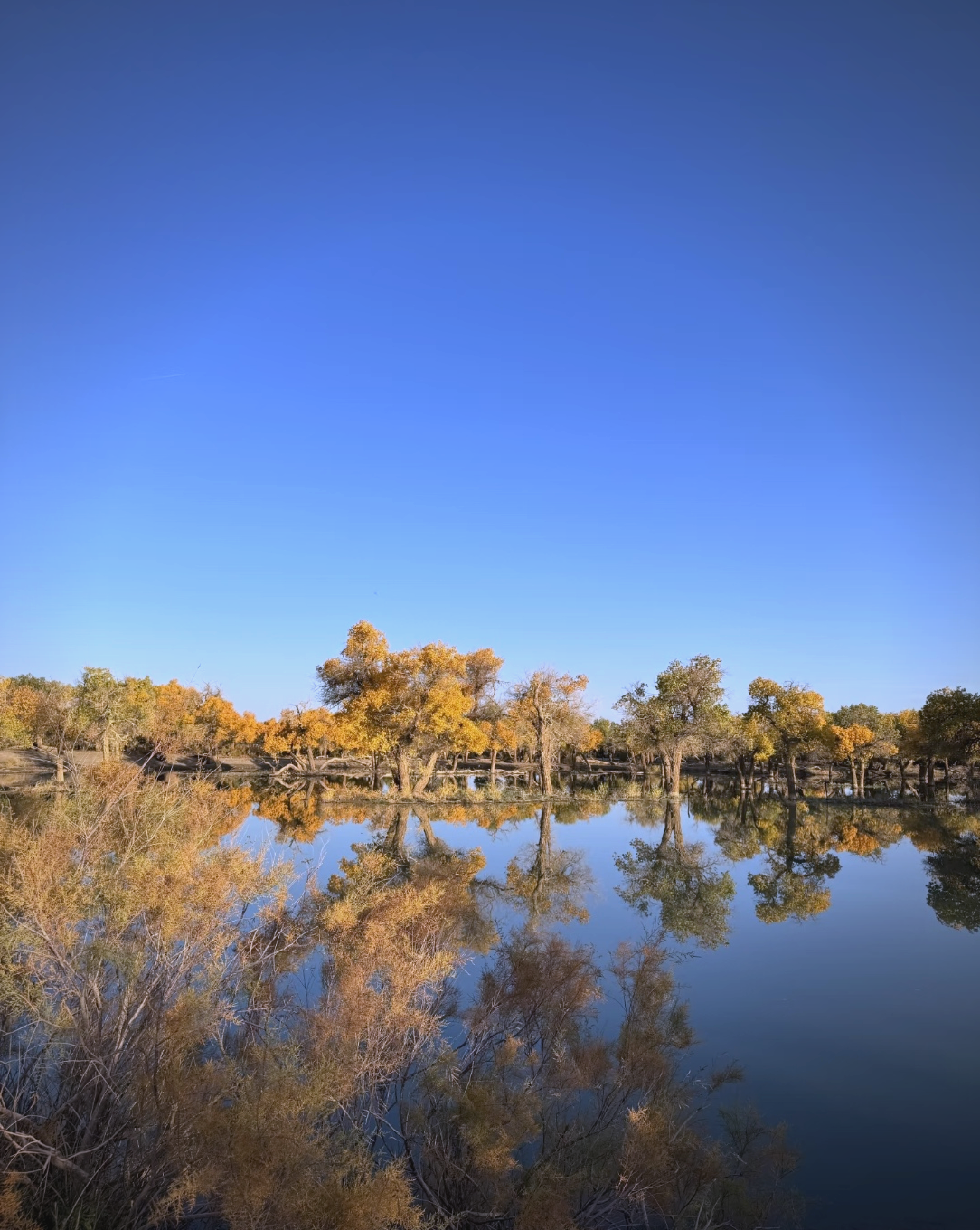 【额济纳胡杨林旅游攻略,额济纳胡杨林旅游攻略哪几天】-第2张图片