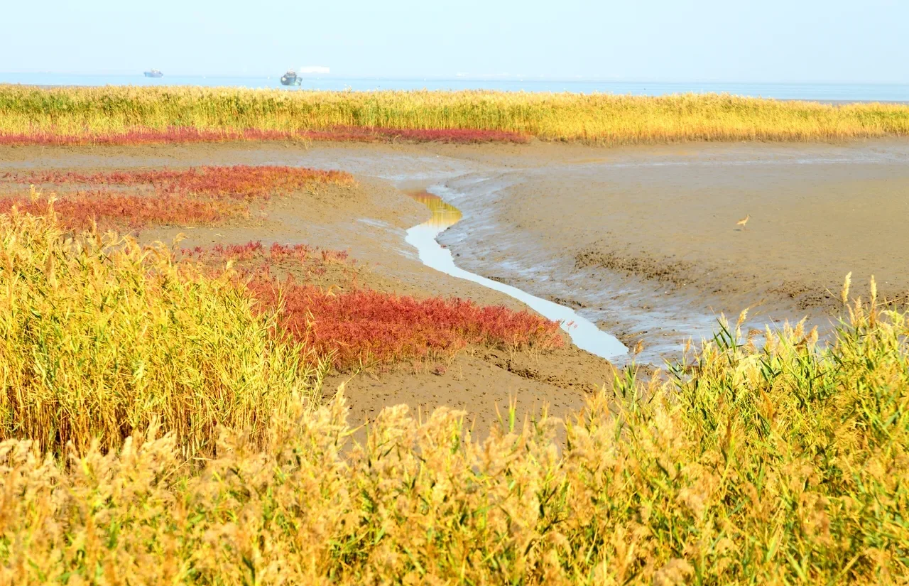 盘锦红海滩景区/盘锦红海滩景区官方网站-第1张图片